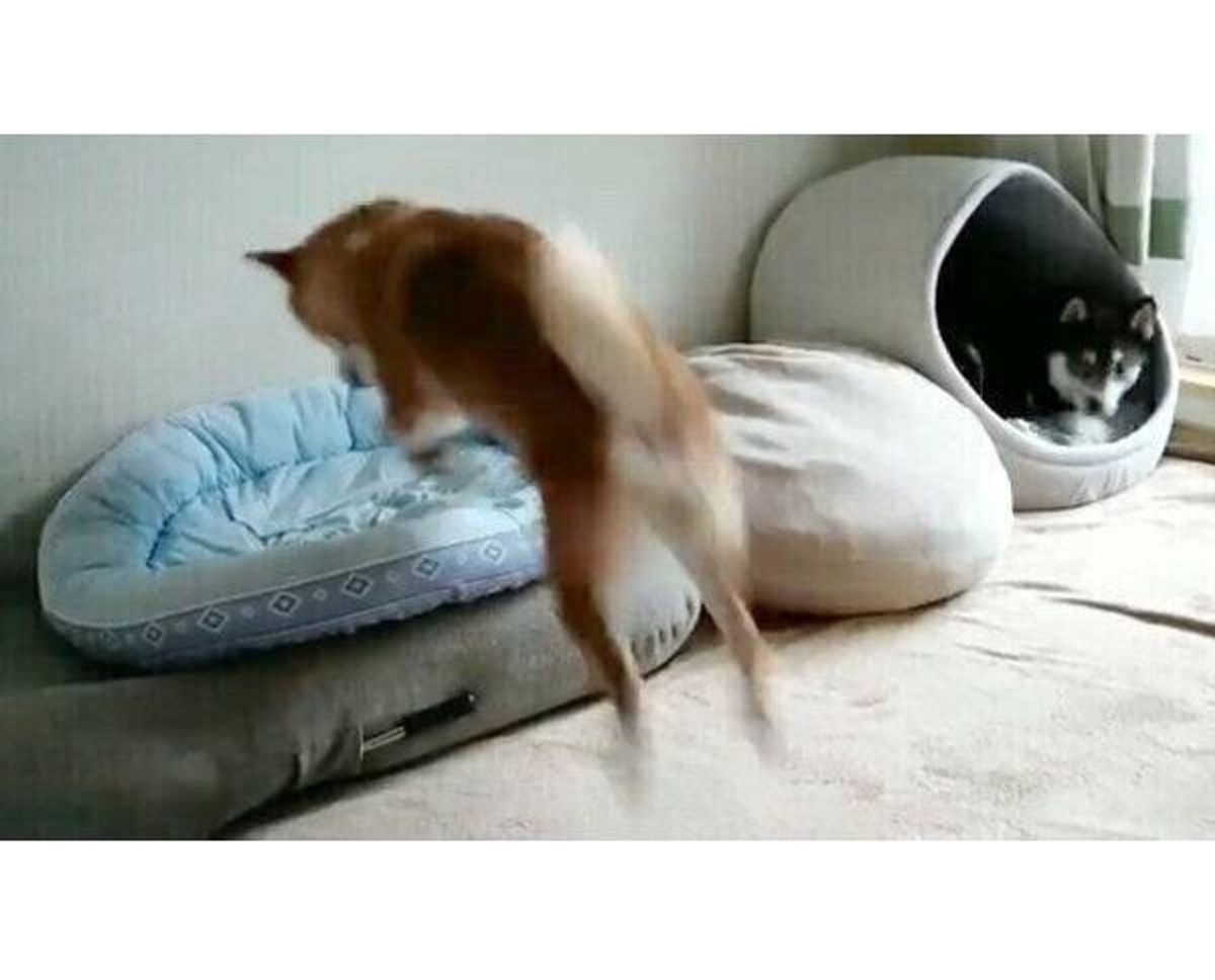 ベッドに向かって ぴょこん とジャンプする犬 近くで見ていた同居犬の反応が笑える いぬのきもちweb Magazine ベッドに向かって ぴょこん とジャンプする犬 近くで見ていた同居犬の反応が笑える いぬのきもちweb Magazine