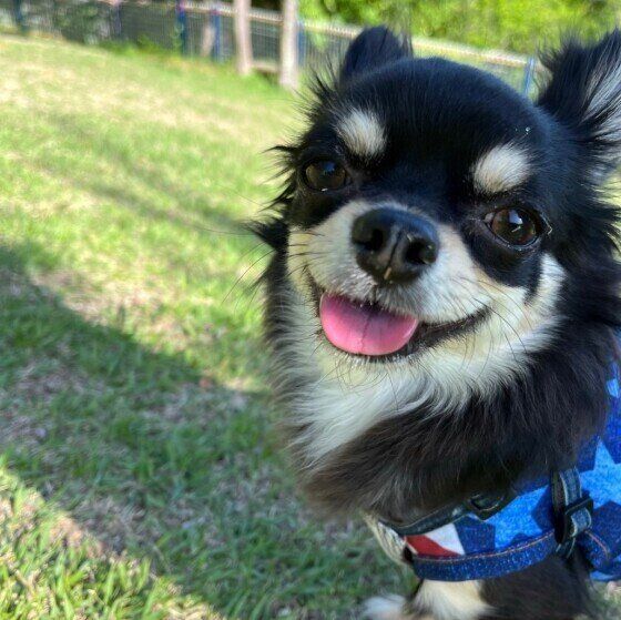 「イタズラがバレた！ 」隠れたり目線をそらす犬の心理 いぬのきもち