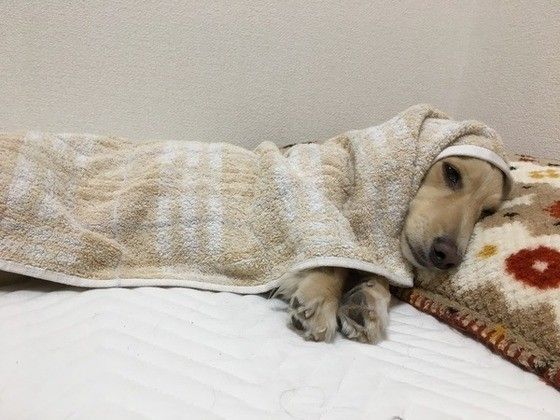 タオルに包まれる犬