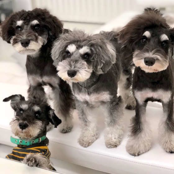 ミニチュア・シュナウザー