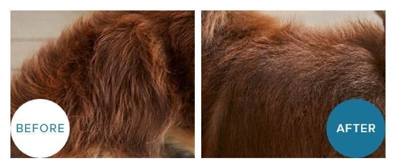 ReFa ファインバブルシリーズ　ReFa ファインバブル　犬　愛犬　シャワーヘッド　スキンケア発想