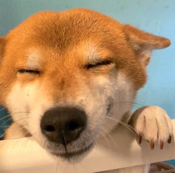 全力ヒコーキ耳でお出迎えするHanaちゃん