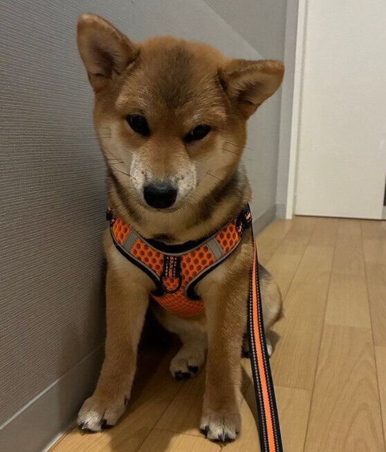 家でお散歩練習中のなっちゃん