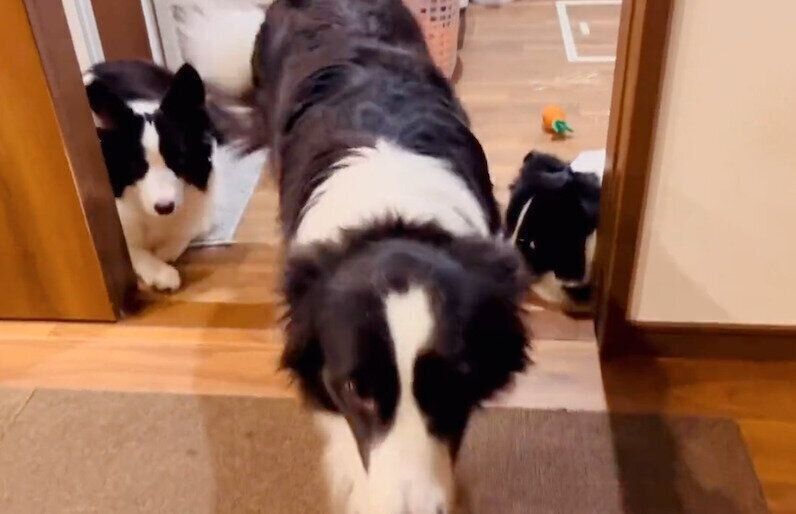 出待ちする犬たち
