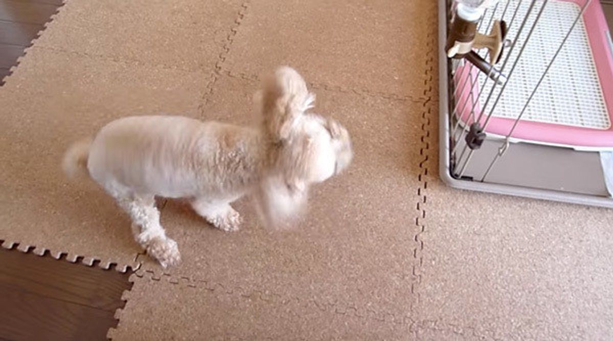 犬動画 大好きな人との再会に大興奮のワンコ 喜びすぎて まさか の行動に いぬのきもちweb Magazine 犬動画 大好きな人との再会に大興奮のワンコ 喜びすぎて まさか の行動に いぬのきもちweb Magazine