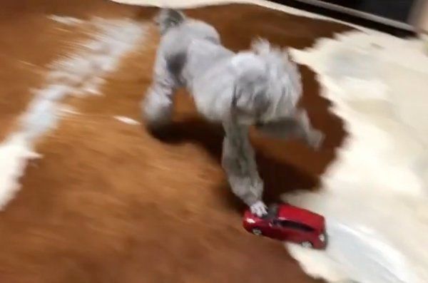 車のオモチャで遊ぶトイ・プードル