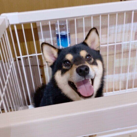 黒柴犬のもも太くん