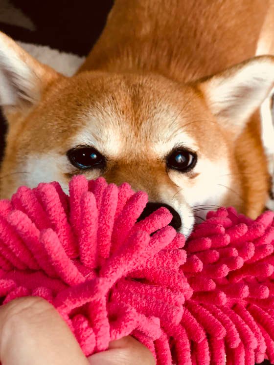 柴のゆずちゃん