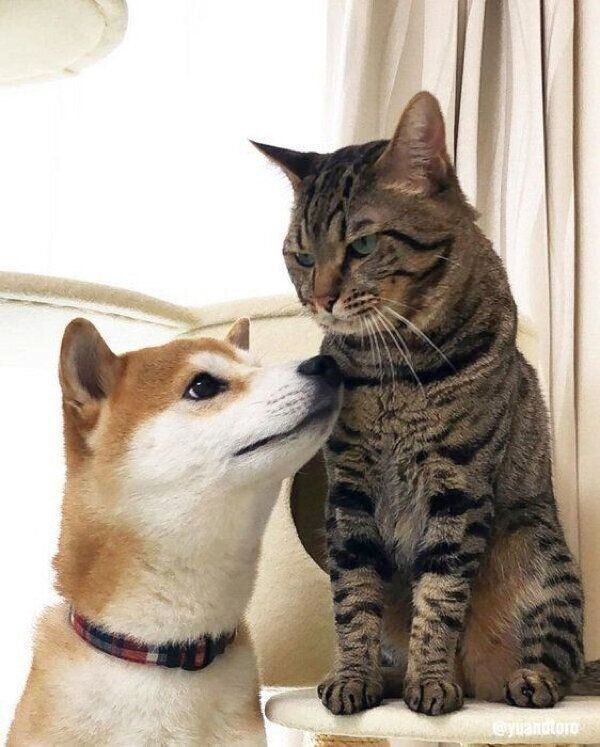 見つめ合うゆうくんと、とろくん