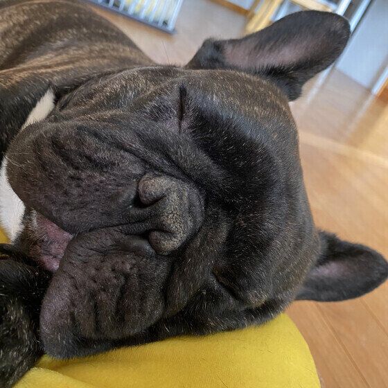 フレンチ・ブルドッグの小鉄くん