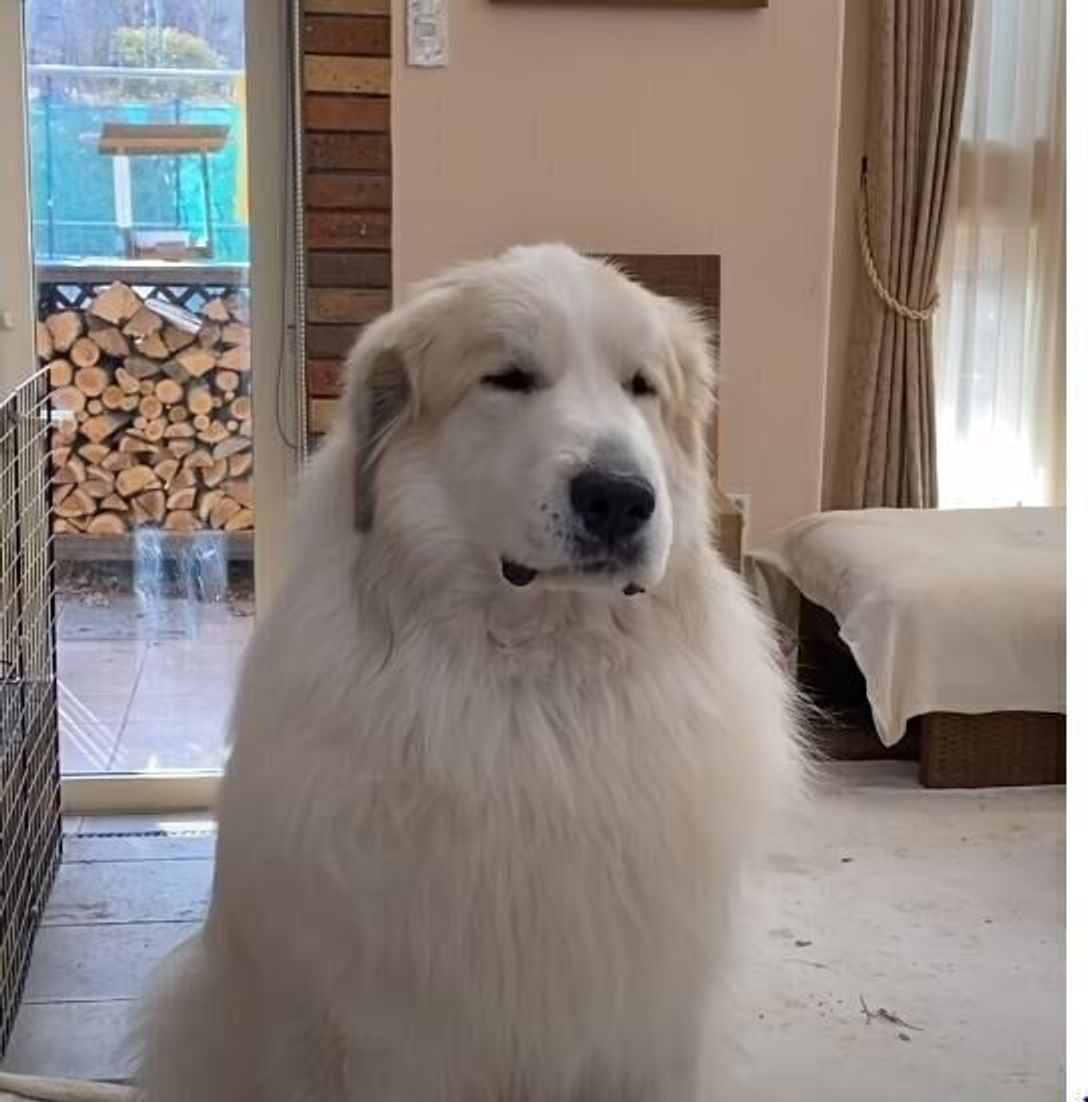 イタズラを怒られた大型犬 納得いっていない 風な表情を見せる 笑 いぬのきもちweb Magazine イタズラを怒られた大型犬 納得いっていない 風な表情を見せる 笑 いぬのきもちweb Magazine