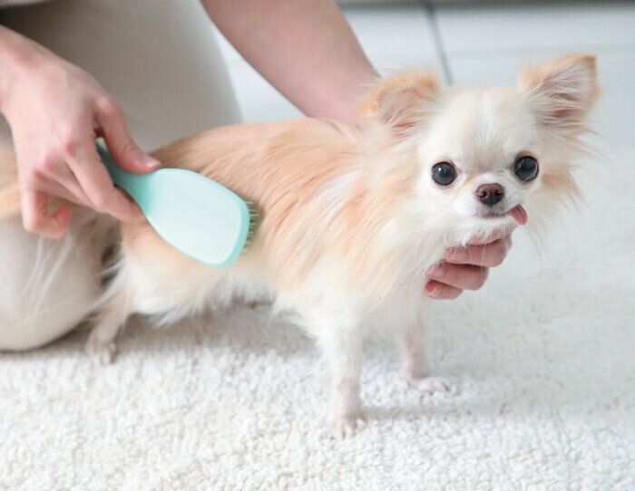 ブラッシングされるチワワ