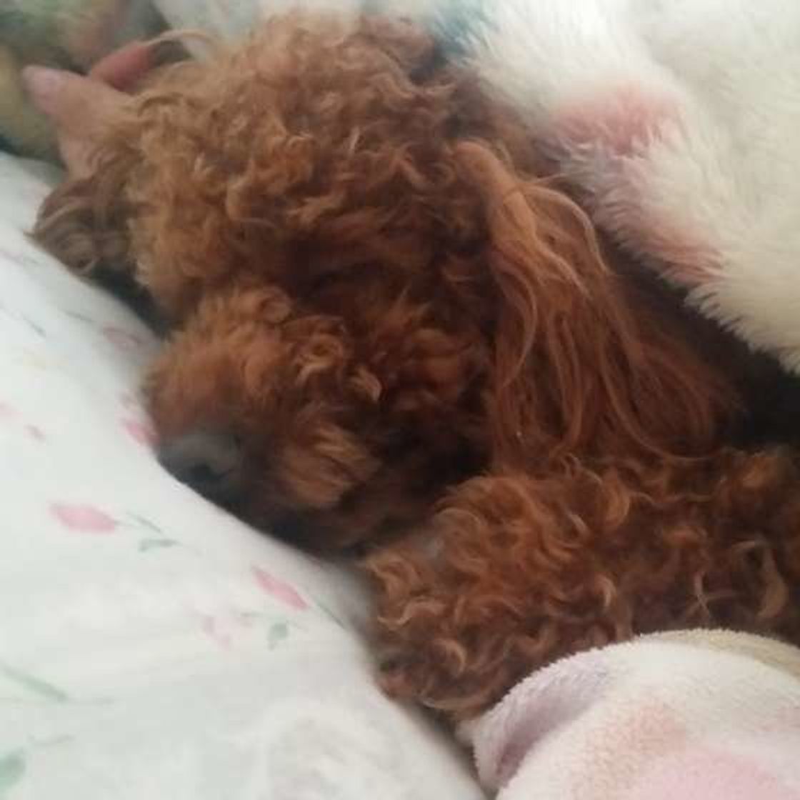 犬が飼い主さんの腕枕で寝るのはなぜ 可愛い画像つきで解説 いぬのきもちweb Magazine 犬が飼い主さんの腕枕で寝るのはなぜ 可愛い画像つきで解説 いぬのきもちweb Magazine