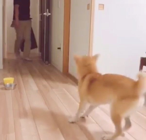 喜ぶ柴犬