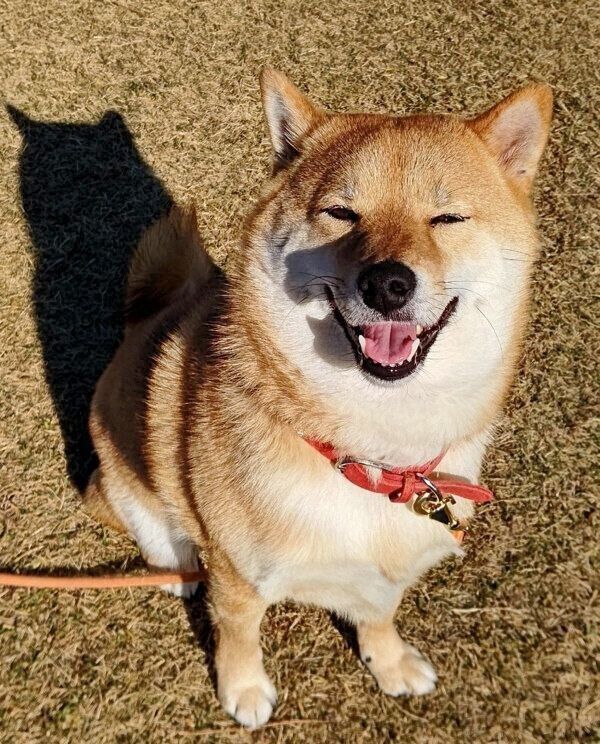 お散歩を楽しむオルカちゃん