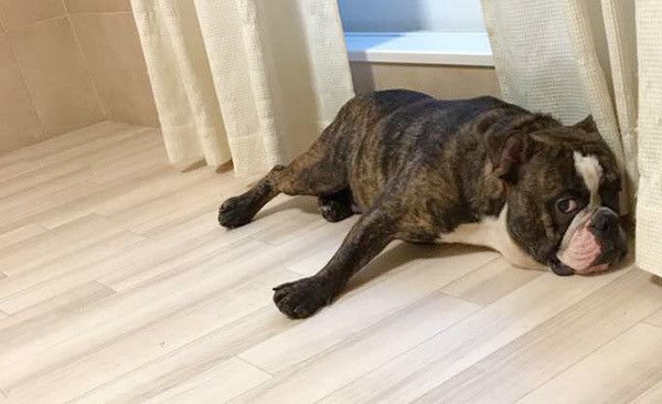 拗ねるブルドッグ