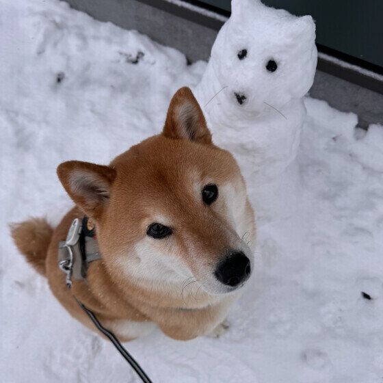 柴犬と雪だるま
