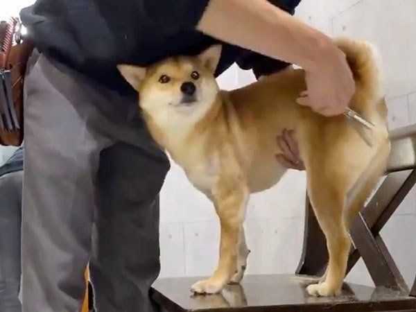 おしりをカットしてもらうりんご郎くん