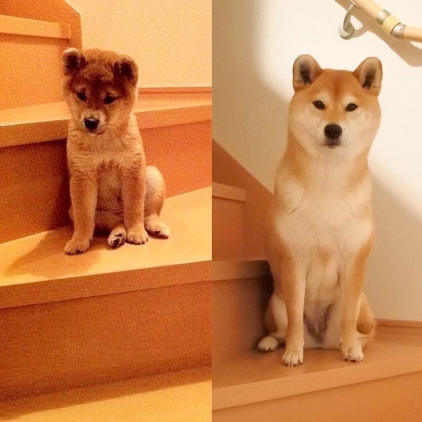 ニヤリでおなじみの柴犬マロたん いぬのきもちweb Magazine ニヤリでおなじみの柴犬マロたん いぬのきもちweb Magazine