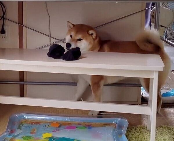 気まずそうなこむぎくん