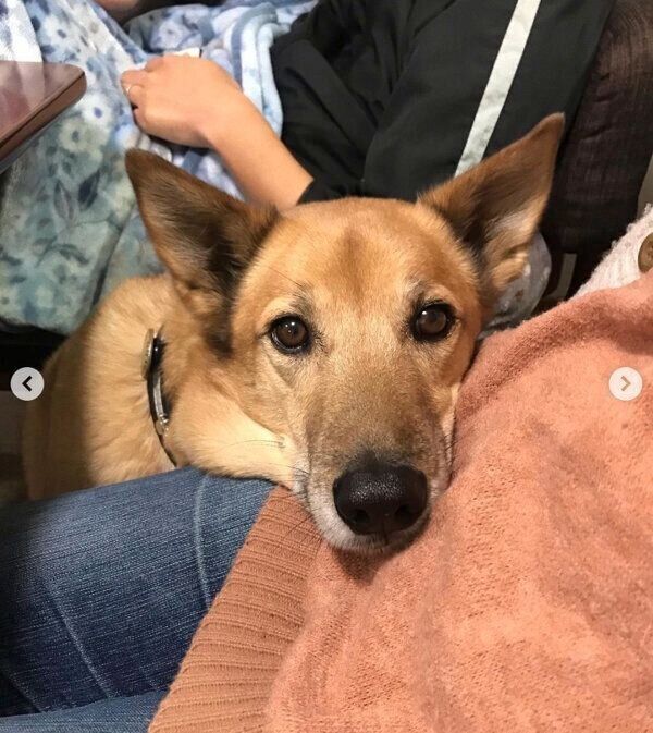 甘えるこたろうくん