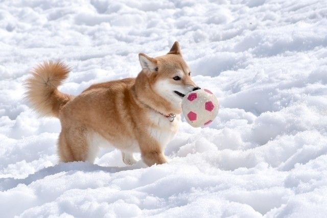 雪で遊ぶ柴犬