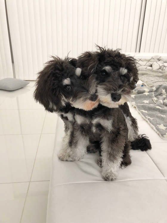 ミニチュア・シュナウザー