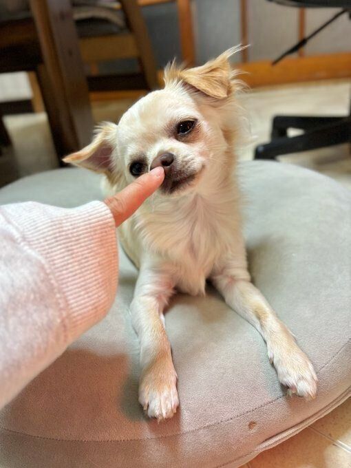 飼い主さんの指を見つめるはるくん
