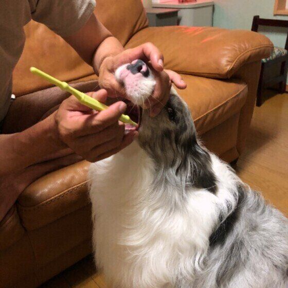 歯磨きをするボーダー・コリー