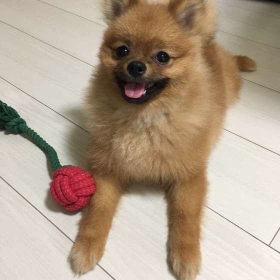 ポメラニアン
