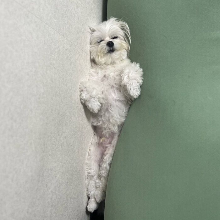 うっすら目をあけたくぅちゃん