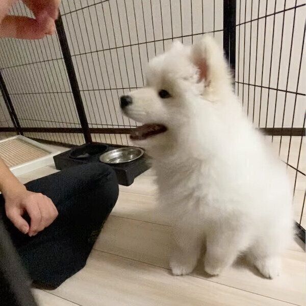 合図を待たずオテをしてしまうエデンちゃん