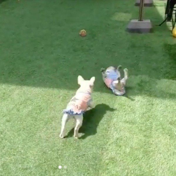 高速横回転するラブちゃん