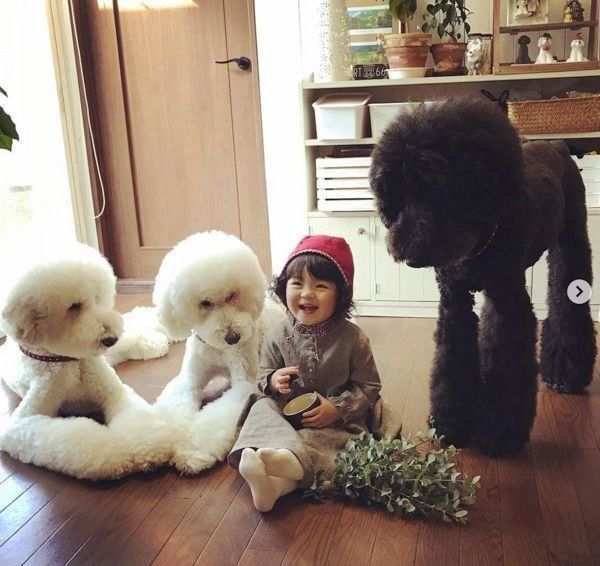 スタンダード・プードルと女の子
