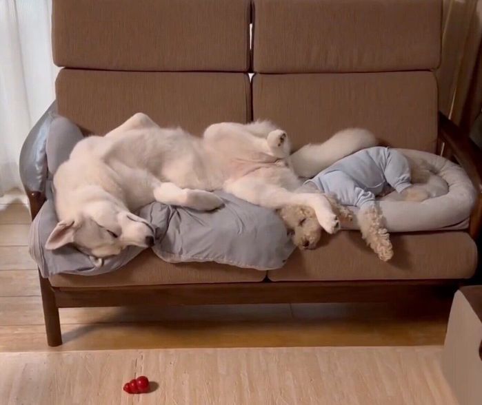 仲良く眠るリクくんとアシㇼちゃん
