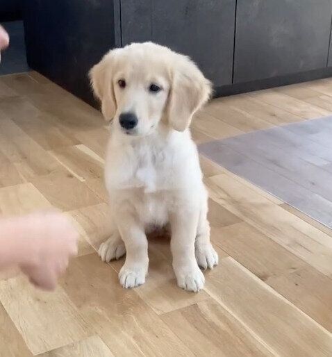 マテをするむぎちゃん