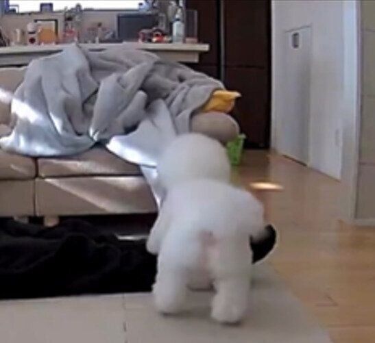 ソファの上の毛布を持ってくるエマくん