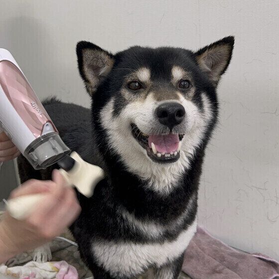 柴のこむぎちゃん 