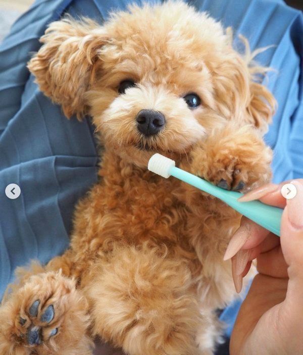 歯磨きするティーカップ・プードル 