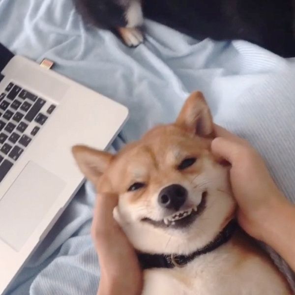 顔面マッサージでニコニコする柴犬