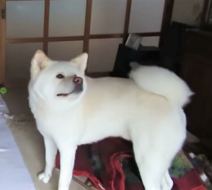 お父さんを見上げるゆうき君