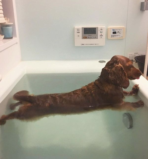 お風呂に入るミニチュア・ダックスフンド