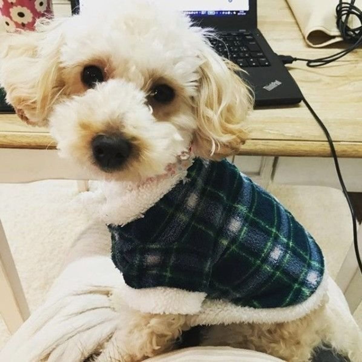 100均で購入した便利な犬のお出かけグッズの実力は 使ってみた いぬのきもちweb Magazine 100均で購入した便利な犬のお出かけグッズの実力は 使ってみた いぬのきもちweb Magazine