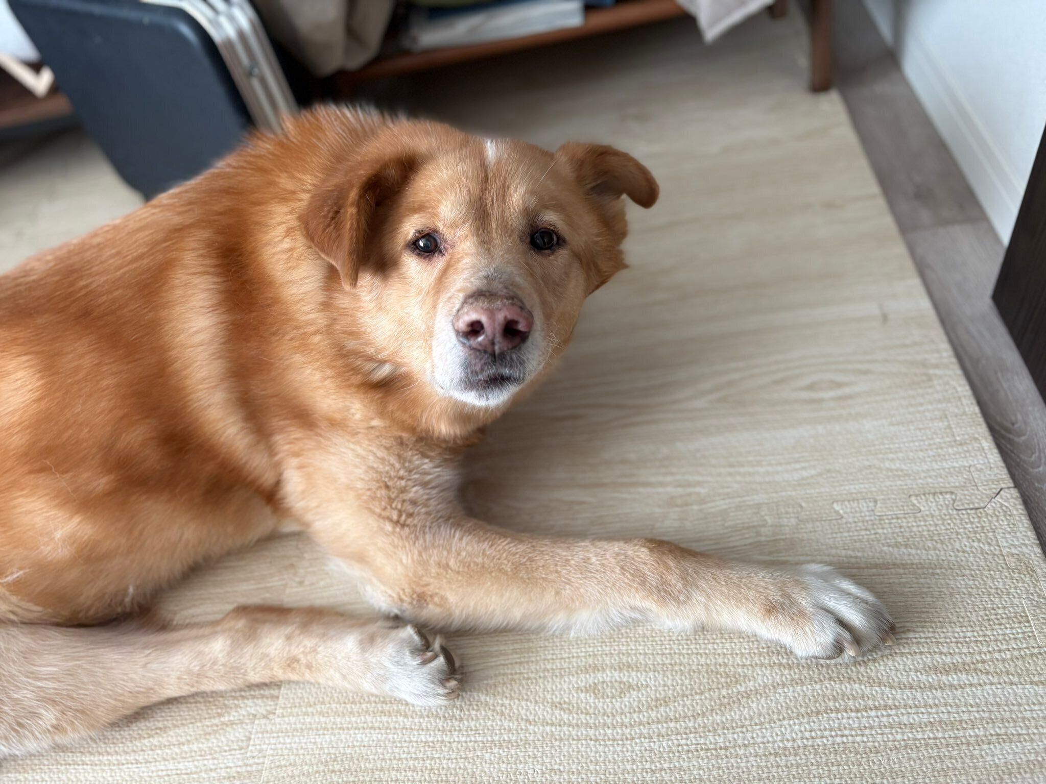 アイコンタクトをするファーくん