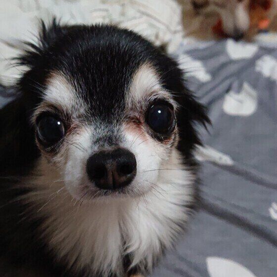 お留守番中のチワワ