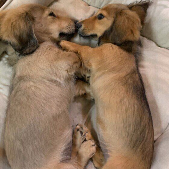 春は犬のホルモンが乱れやすい季節！バランスを整える方法とは？ いぬのきもち