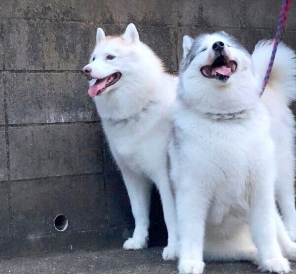 お散歩するフィスくんとグーちゃん