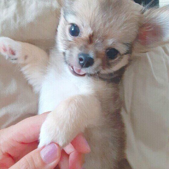 見つめるチワワ