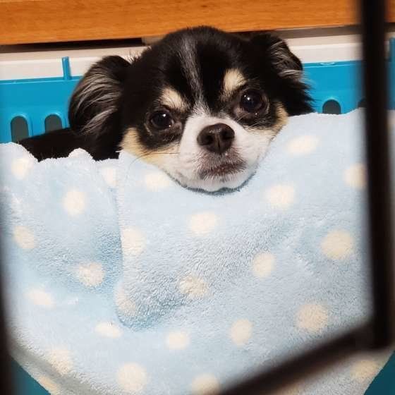 あごをのせる淡海ちゃん