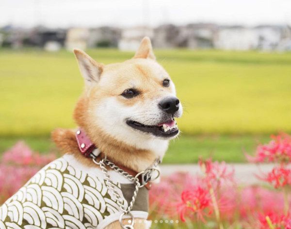 柴犬の小次郎ちゃん